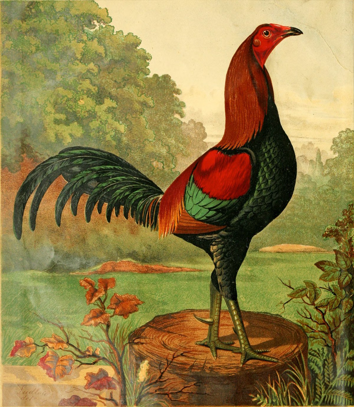 Illustrated Poultry