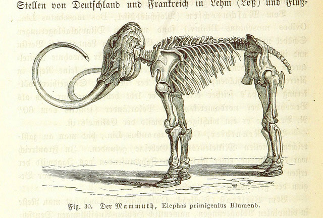 Mammoth Skeleton