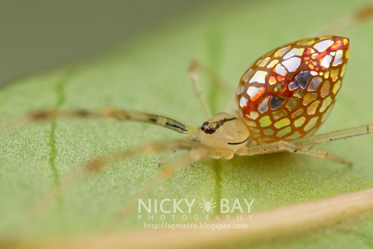 Mirror Spider