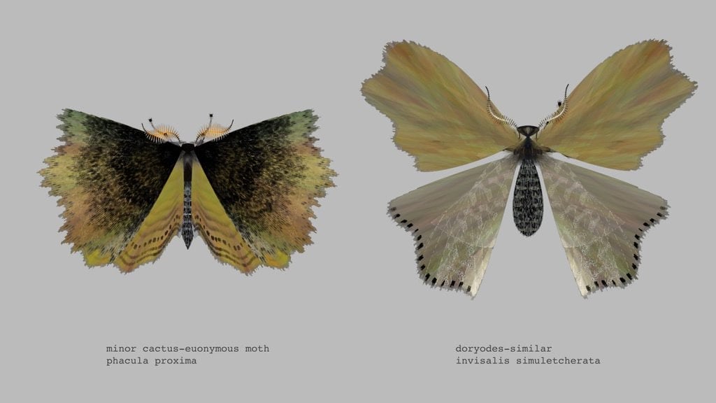 Moth Generator