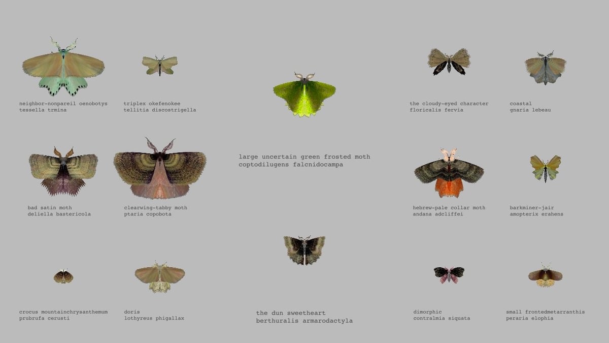 Moth Generator