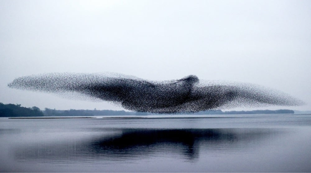 Murmuration Bird Shape