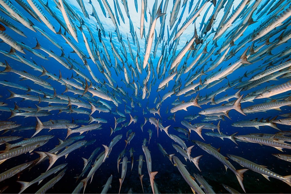 a school of barracuda