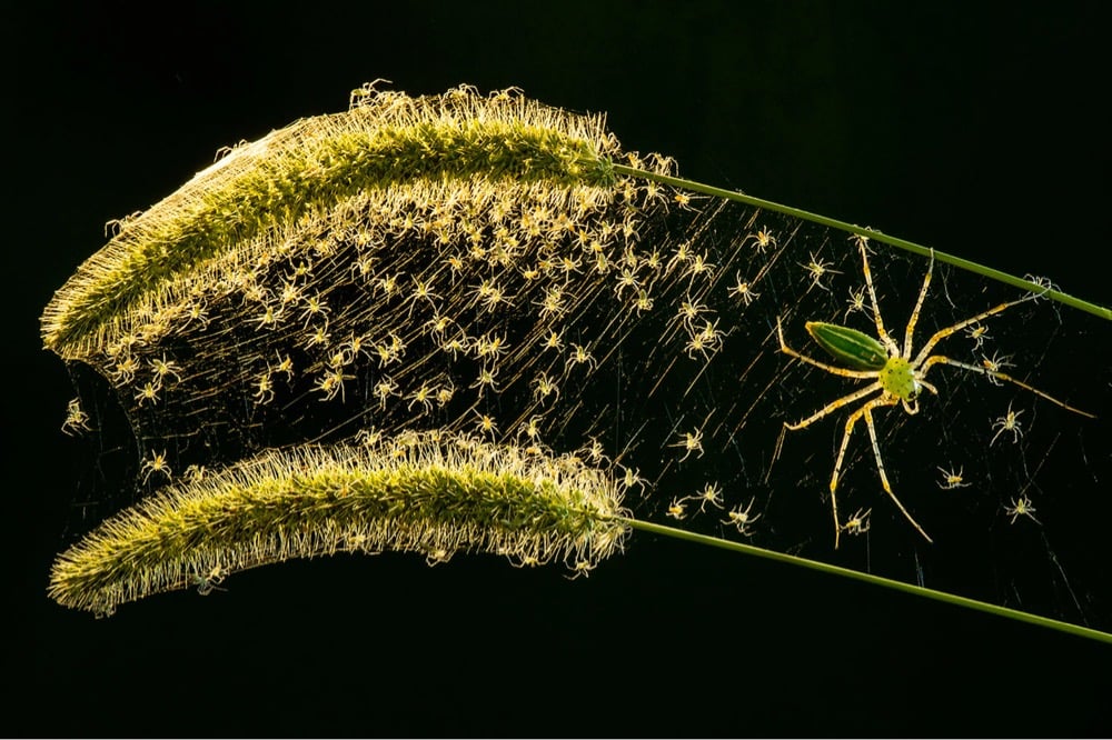 a swarm of baby spiders and their mother