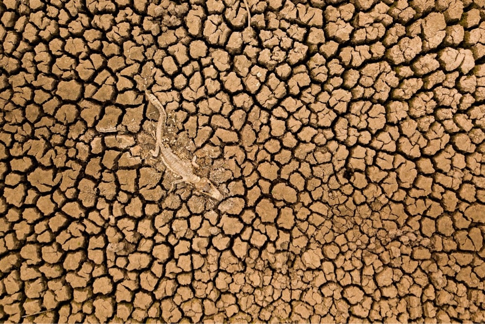 an alligator carcass on dry, cracked soil