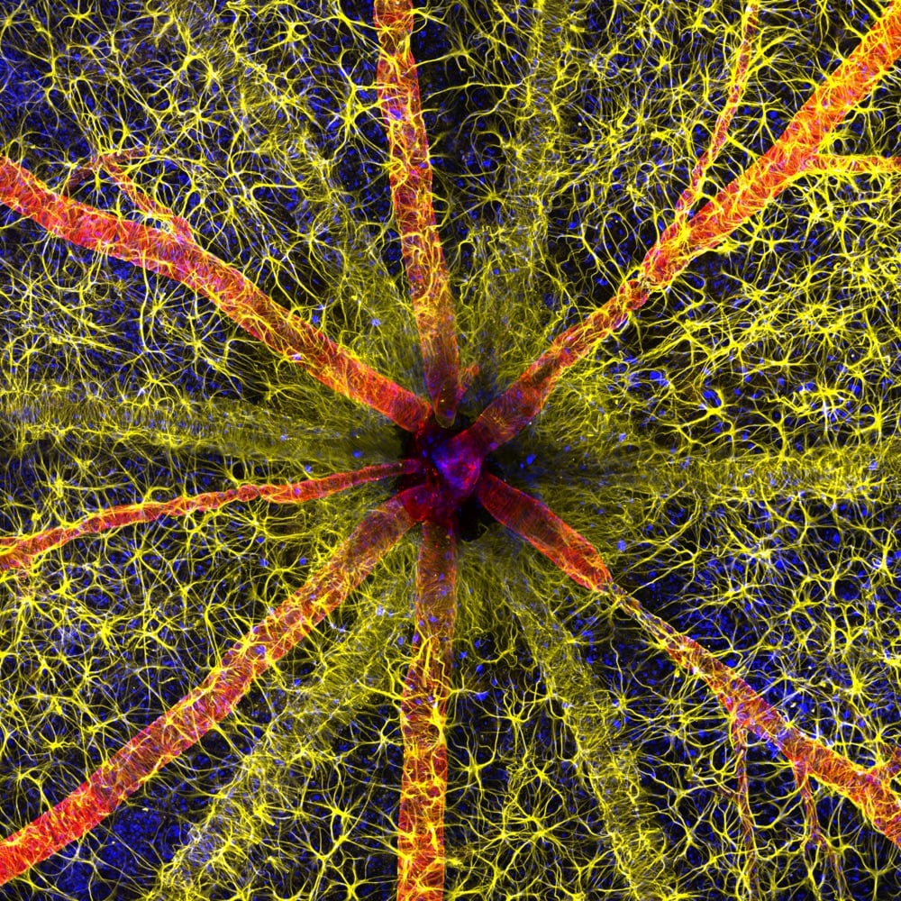 The optic nerves of a rodent