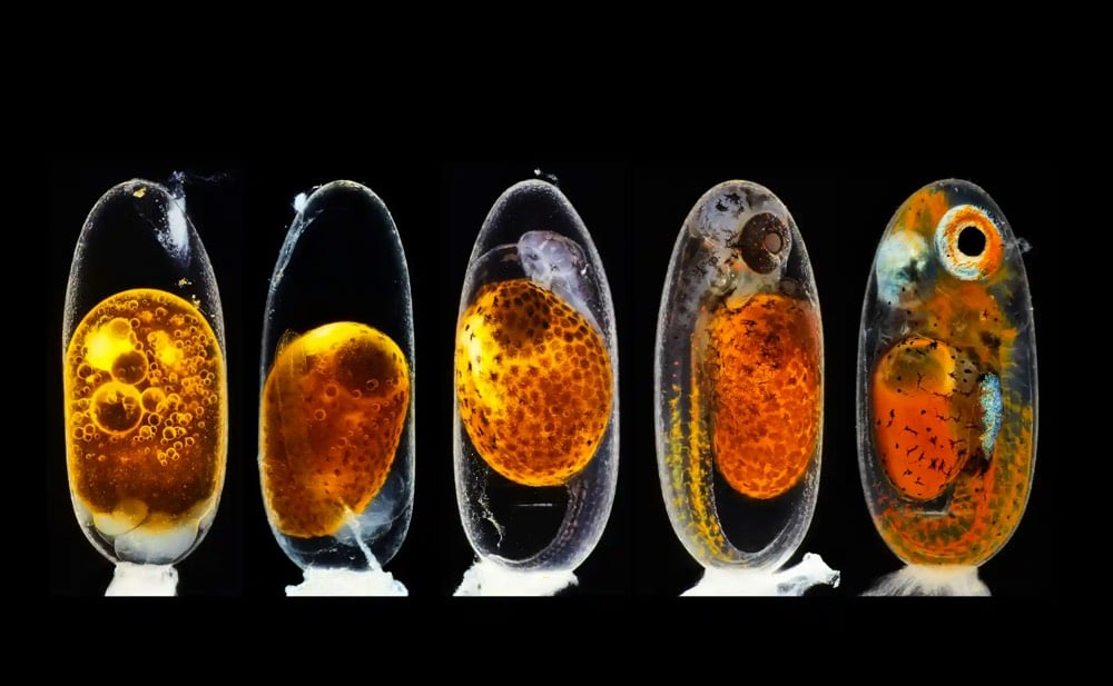 2020 Nikon Small World Photomicrography competition image