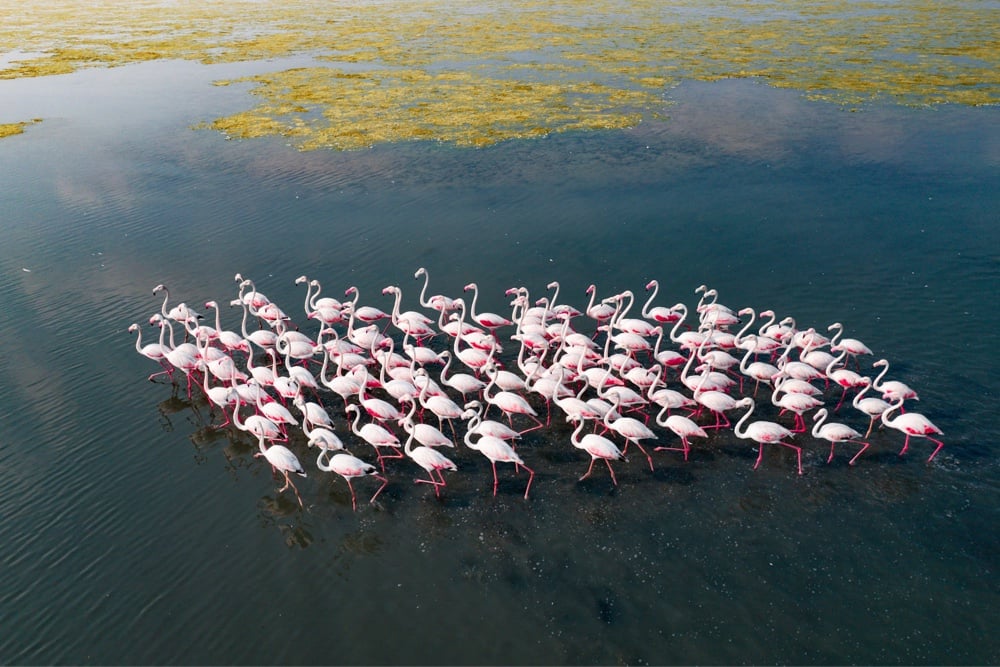 a flock of flamingos from overhead