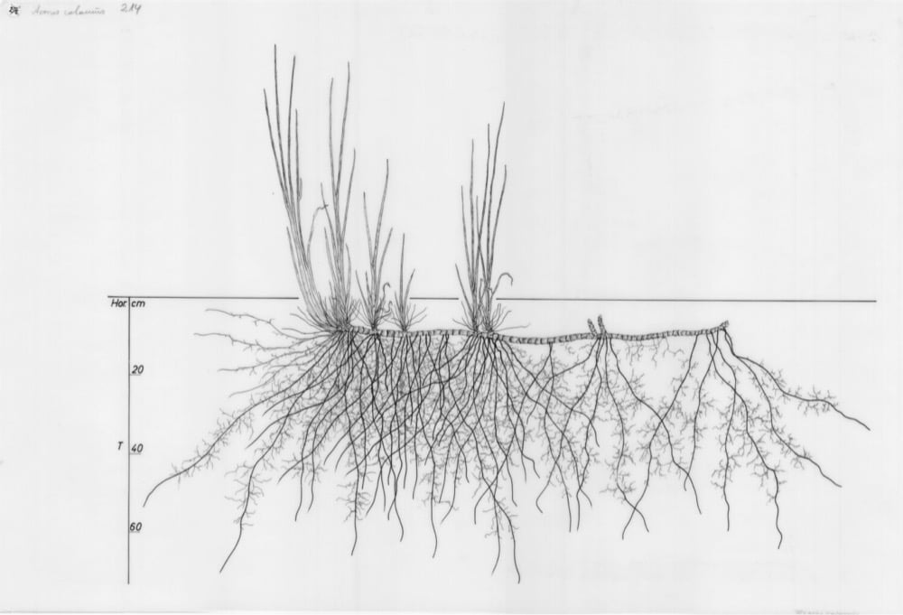 drawing of a plant's root system