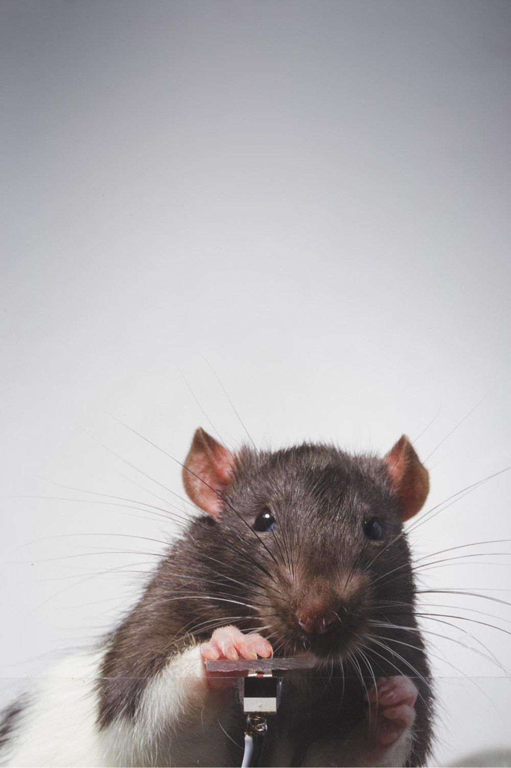 a brown rat taking a photo of itself