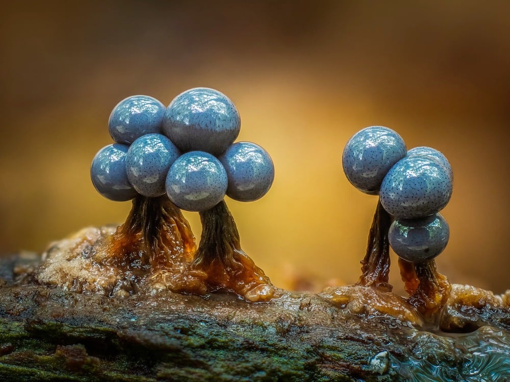 macro photograph of slime molds