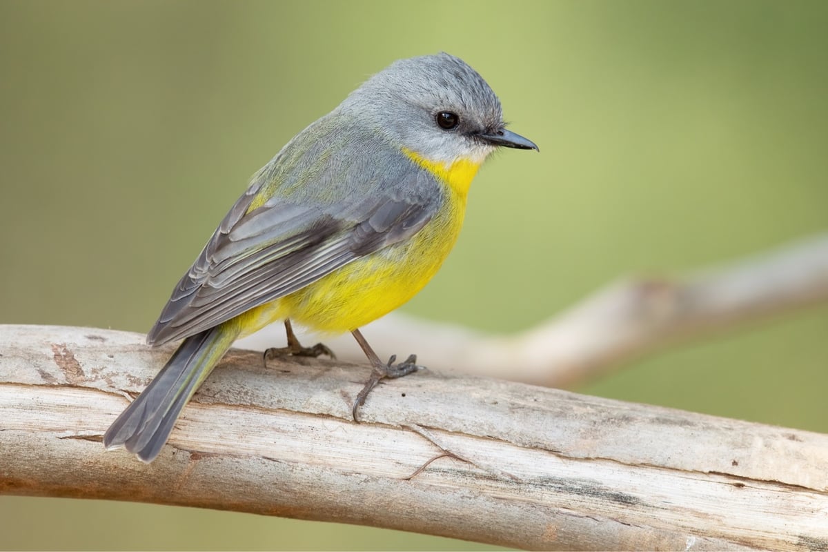 a songbird perched on a branch