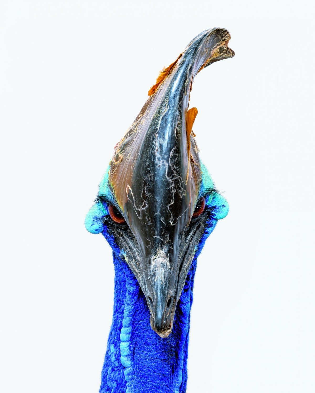 Southern Cassowary