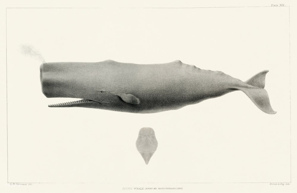 Sperm Whale