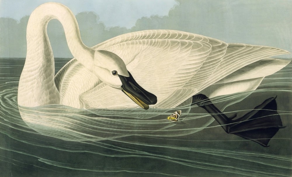 Trumpeter Swan