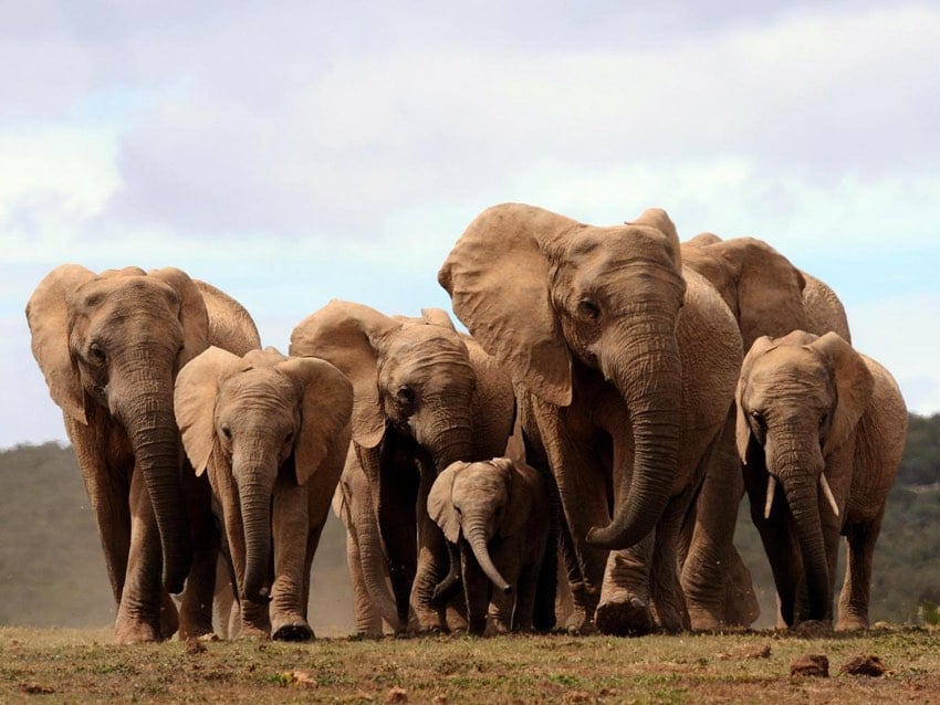 Tuskless Elephants