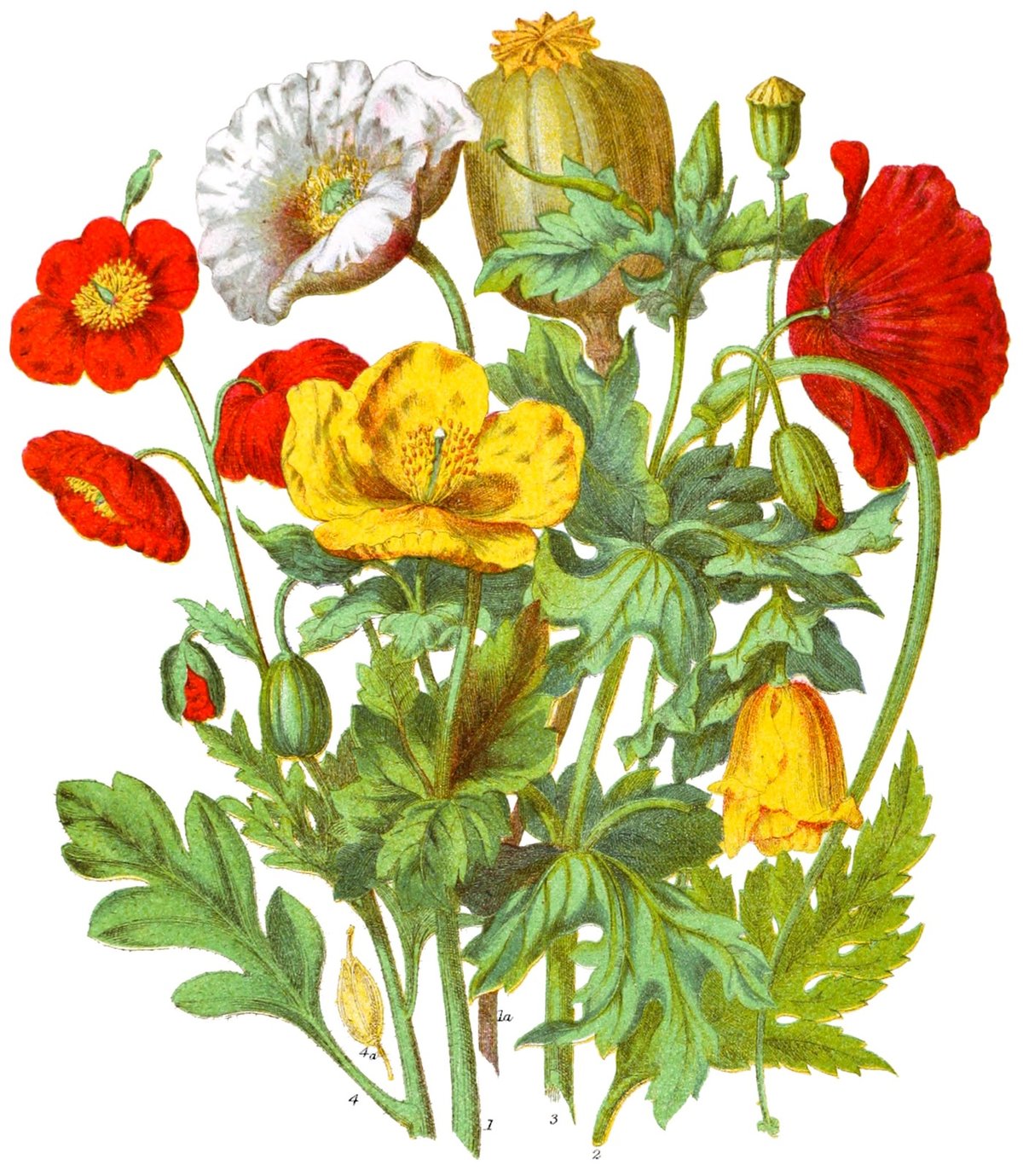 plant illustration by Elizabeth Twining