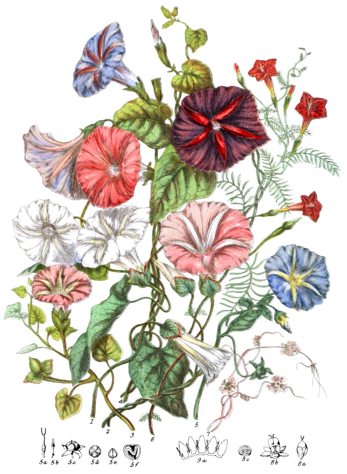 plant illustration by Elizabeth Twining