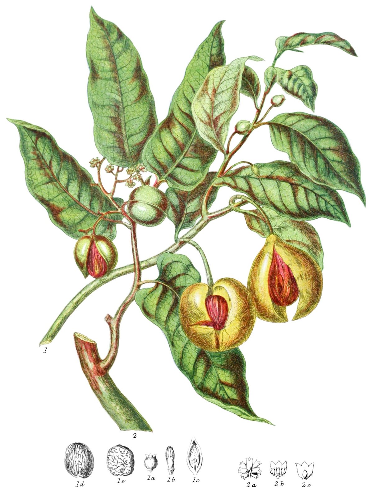 plant illustration by Elizabeth Twining