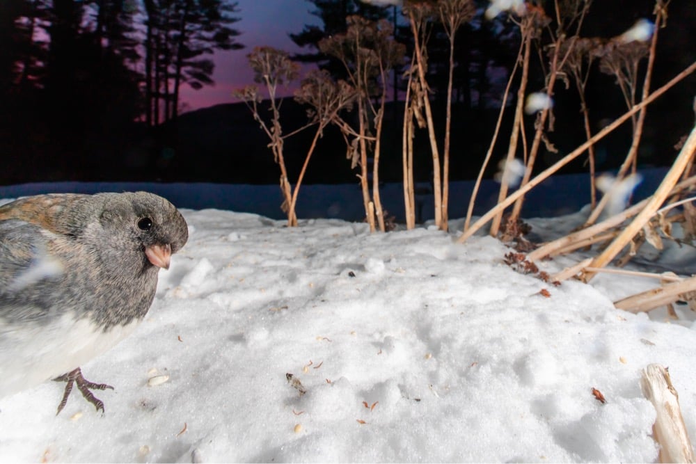 a gray/brown bird in the snow