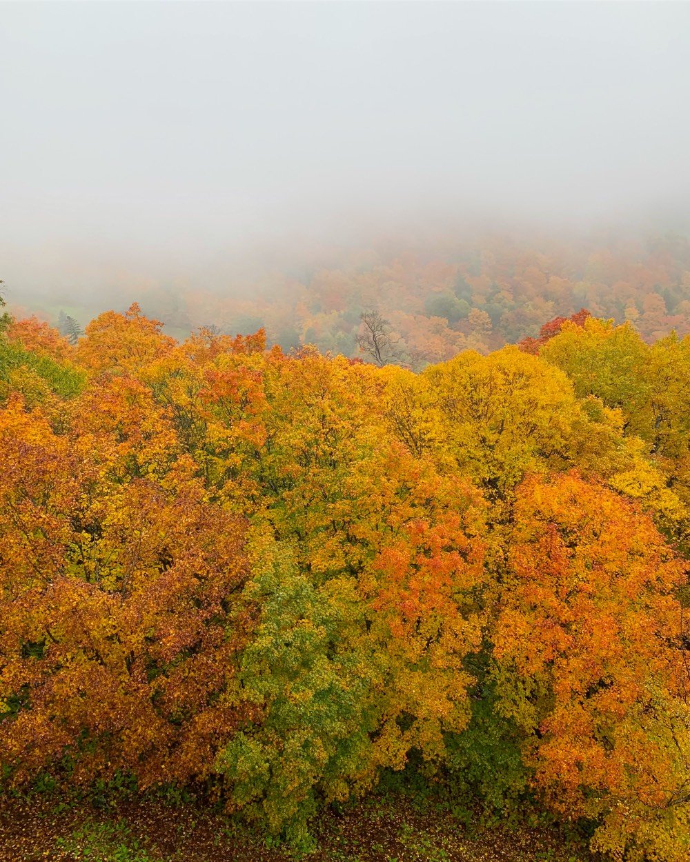 Vt Foliage 2018