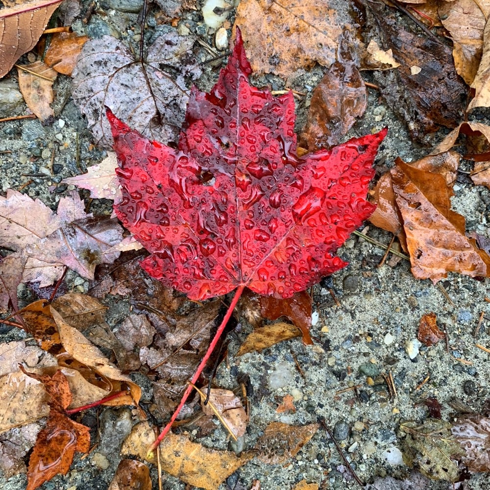 Vt Foliage 2018