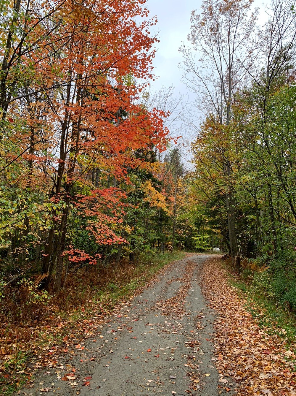 Vt Foliage 2018