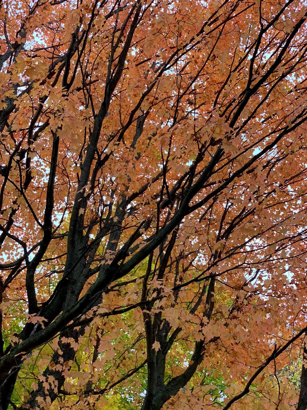 Vt Foliage 2018