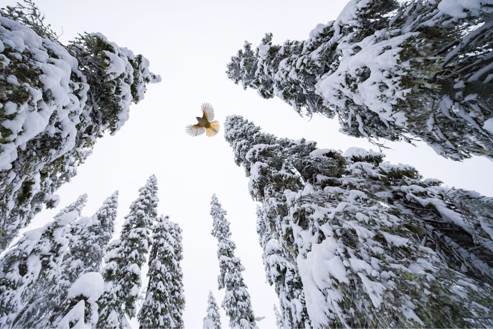 a bird flying amongst snow-covered trees