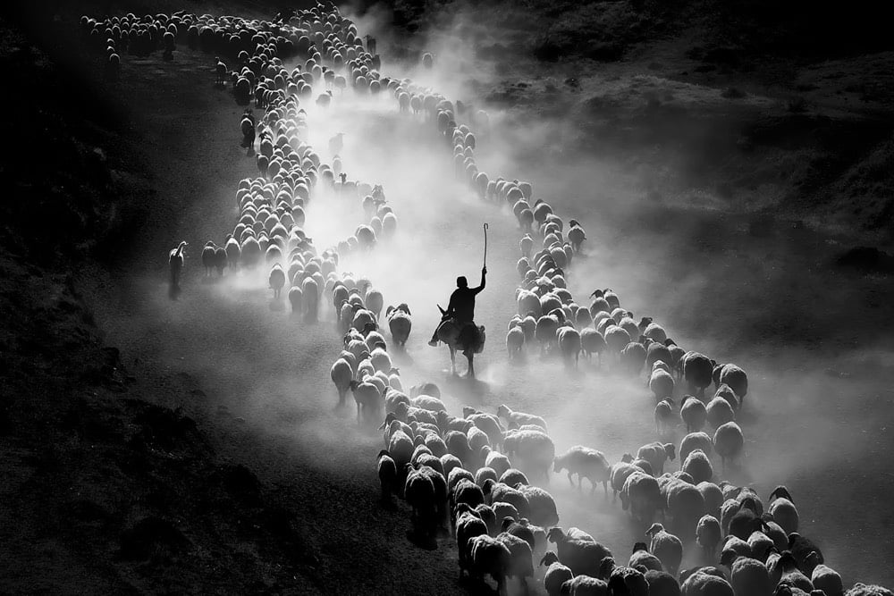 2020 Sony World Photography Awards