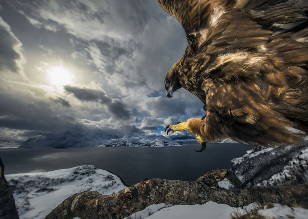 2019 Wildlife Photographer of the Year