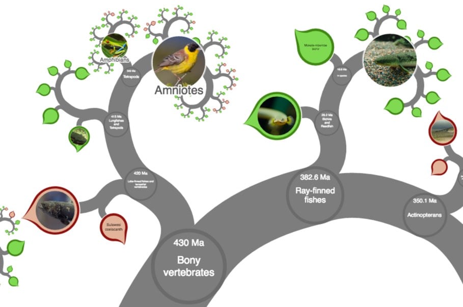 Zooming Tree Of Life